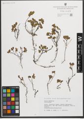 Foto von Salix herbacea L.